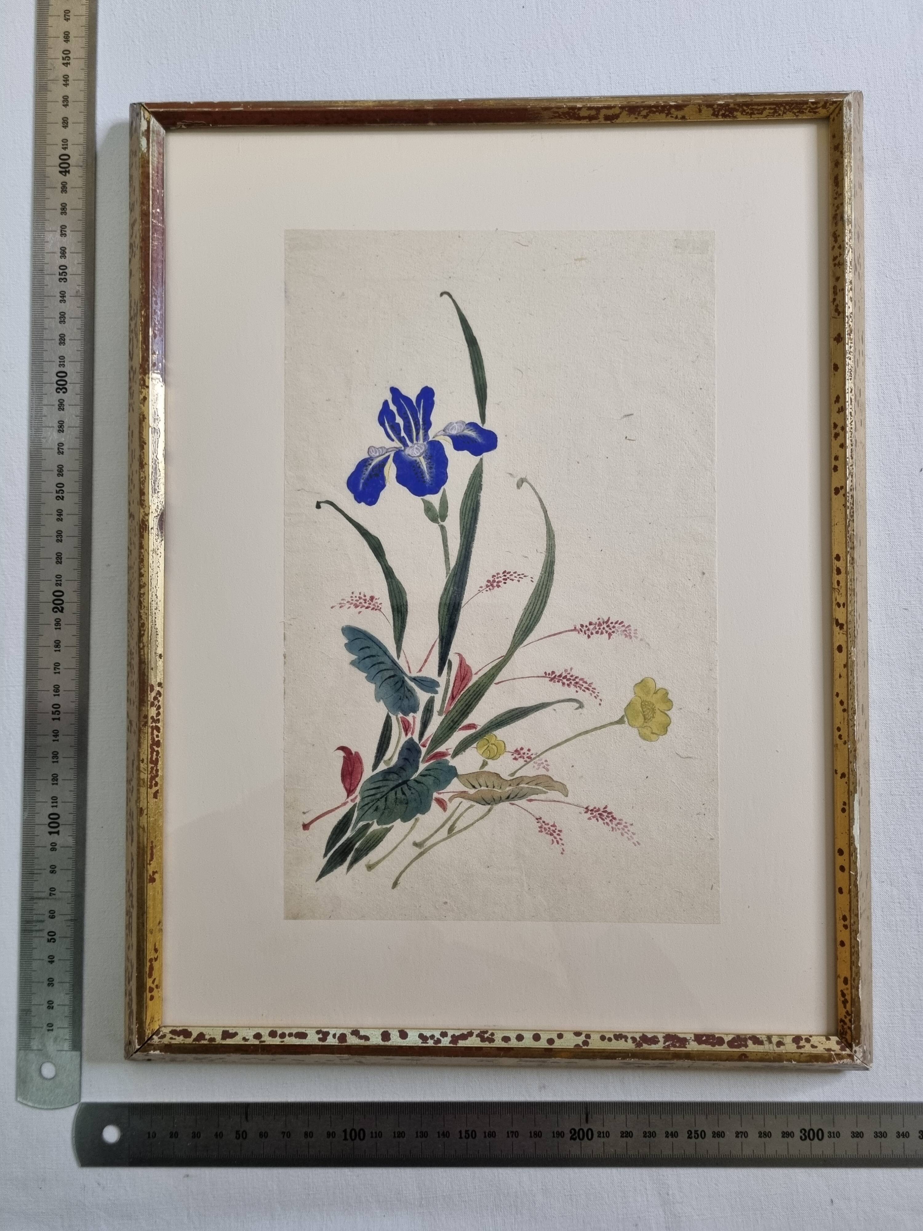 Ancient Japanese watercolour, Iris, Meiji era, around 1900, 33 × 43 cm