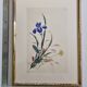 Ancient Japanese watercolour, Iris, Meiji era, around 1900, 33 × 43 cm