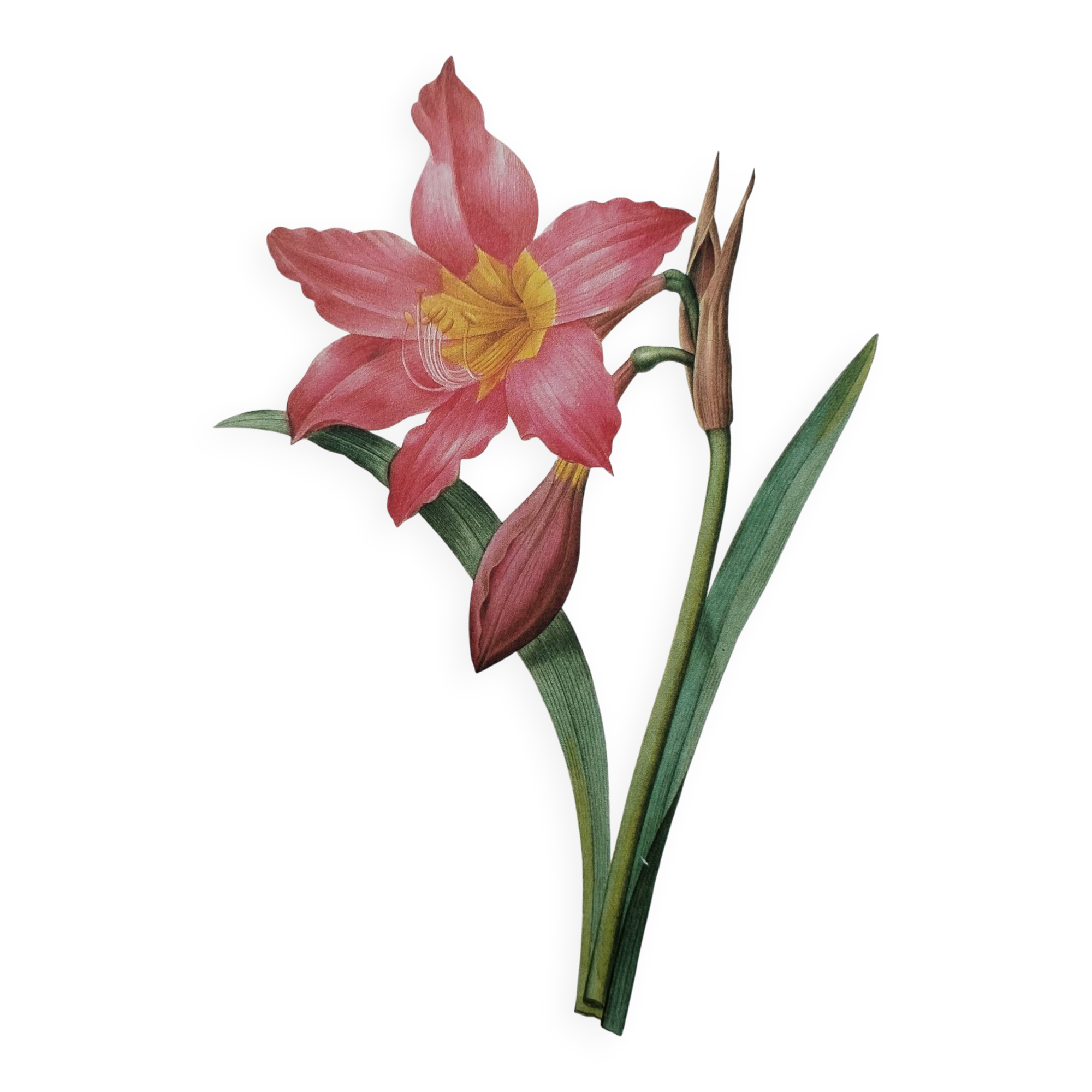 Original illustrated plate Equestrian Amaryllis