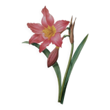 Original illustrated plate Equestrian Amaryllis