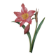 Planche illustrée originale Amaryllis équestre