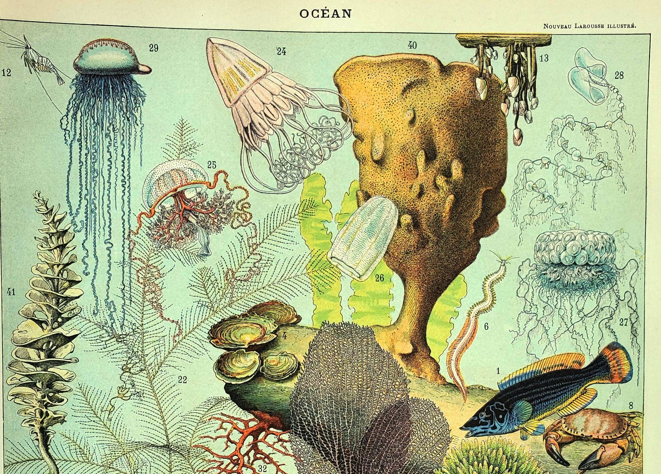 Antique engraving 1897 A. Millot - Fauna and Flora of the oceans, ocean, fish