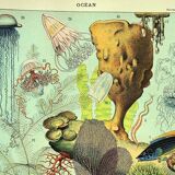 Gravure ancienne 1897 A. Millot - Faune et Flore des océans, océan, poisson