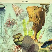 Gravure ancienne 1897 A. Millot - Faune et Flore des océans, océan, poisson