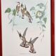 Lot de 7 chromolithographies oiseaux années 50