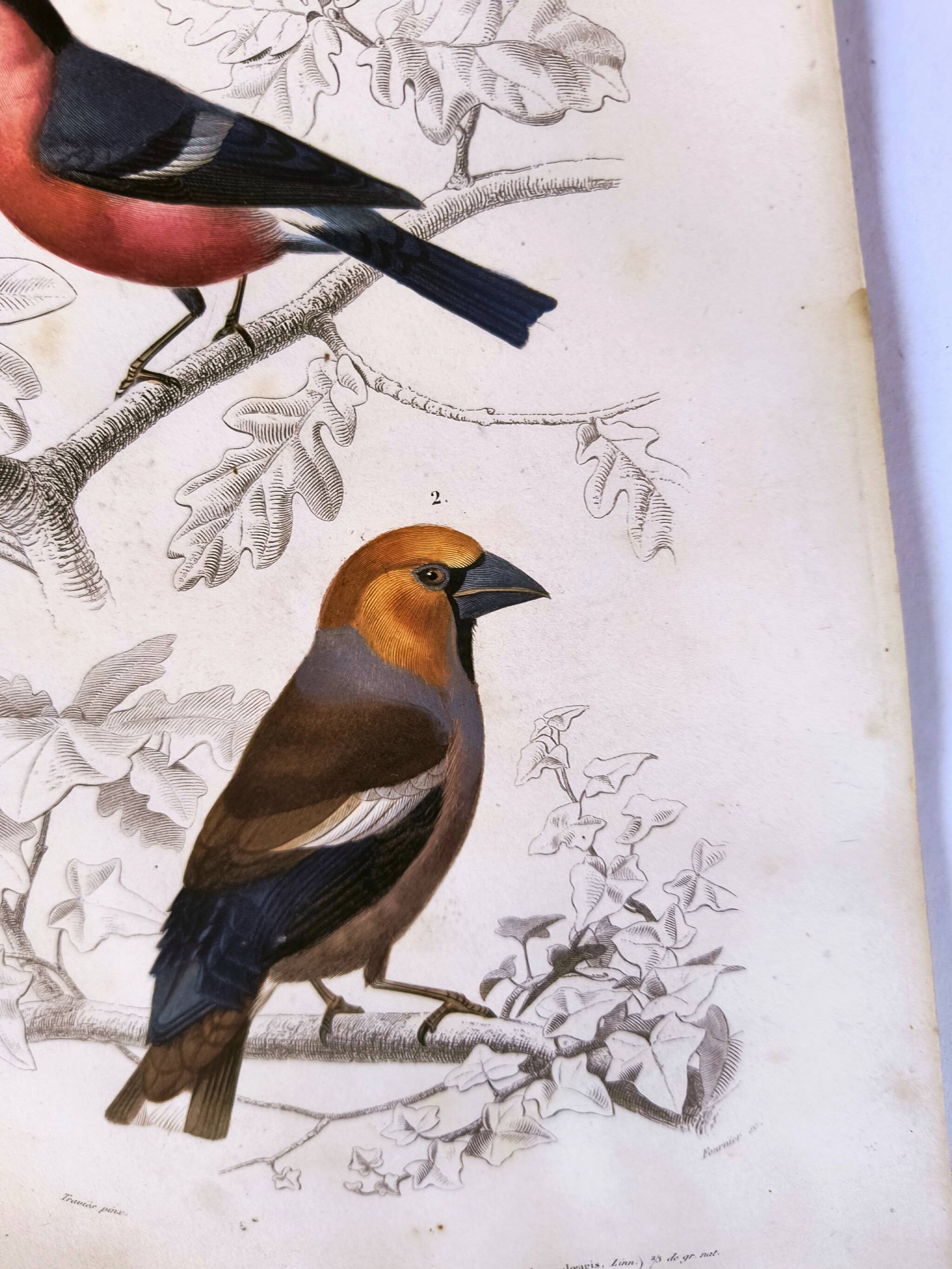 Antique engraving from 1849. Bullfinch and Grosbeak. Travies. Orbigny bird