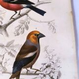 Antique engraving from 1849. Bullfinch and Grosbeak. Travies. Orbigny bird