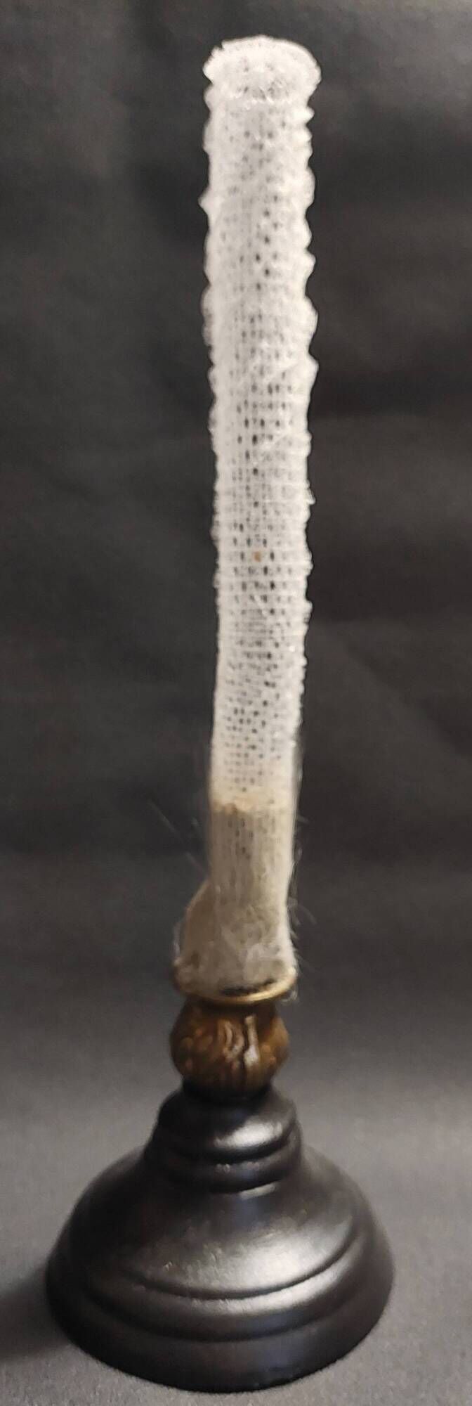 Cabinet of Curiosities sponge Venus basket euplectella arpergillum soc