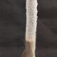 Cabinet of Curiosities sponge Venus basket euplectella arpergillum soc
