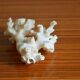 Lot de 3 morceaux de coraux