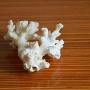 Lot de 3 morceaux de coraux