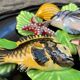 Decorative plate in slurry-decoration fish