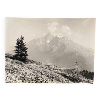 Photo argentique sapins montagnes Bernard Darot XXe