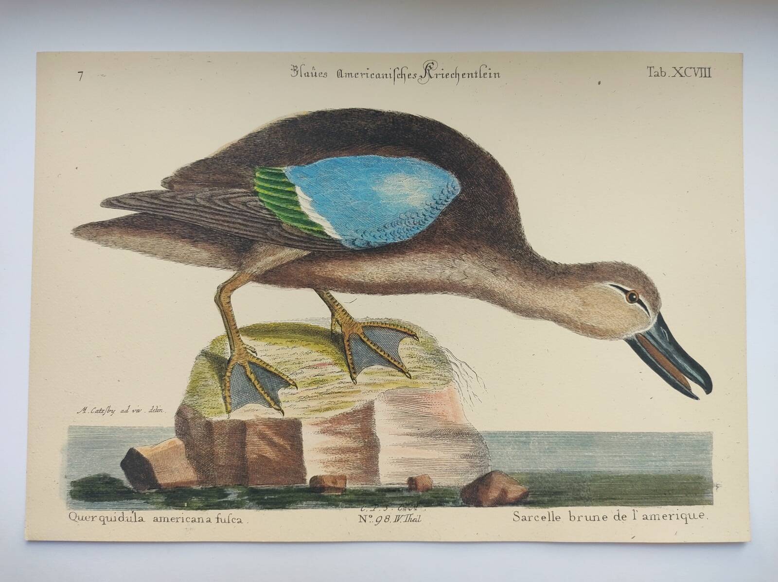 Old bird engraving - Brown Teal - Zoological plate by Seligmann & Catesby de Canard