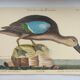 Old bird engraving - Brown Teal - Zoological plate by Seligmann & Catesby de Canard