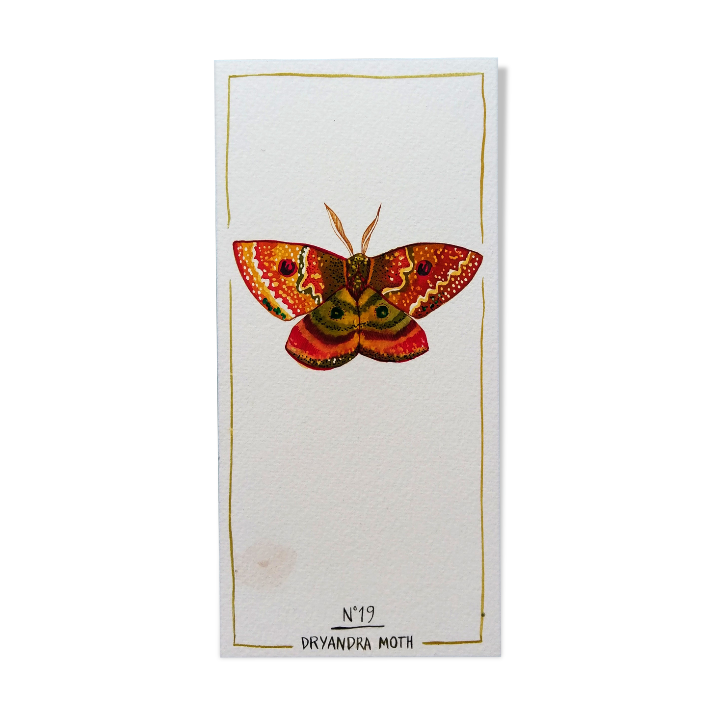 Dryandra moth - insect series - cabinet of curiosities