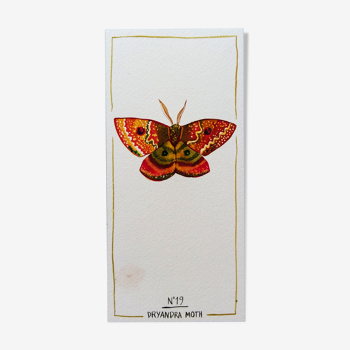 Dryandra moth - insect series - cabinet of curiosities