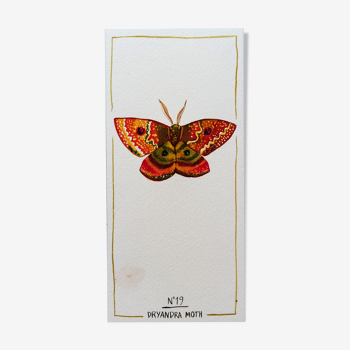 Dryandra moth - série insectes - cabinet de curiosités