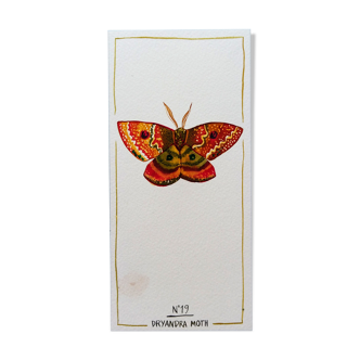 Dryandra moth - insect series - cabinet of curiosities