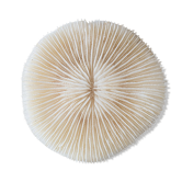 Corail blanc ancien