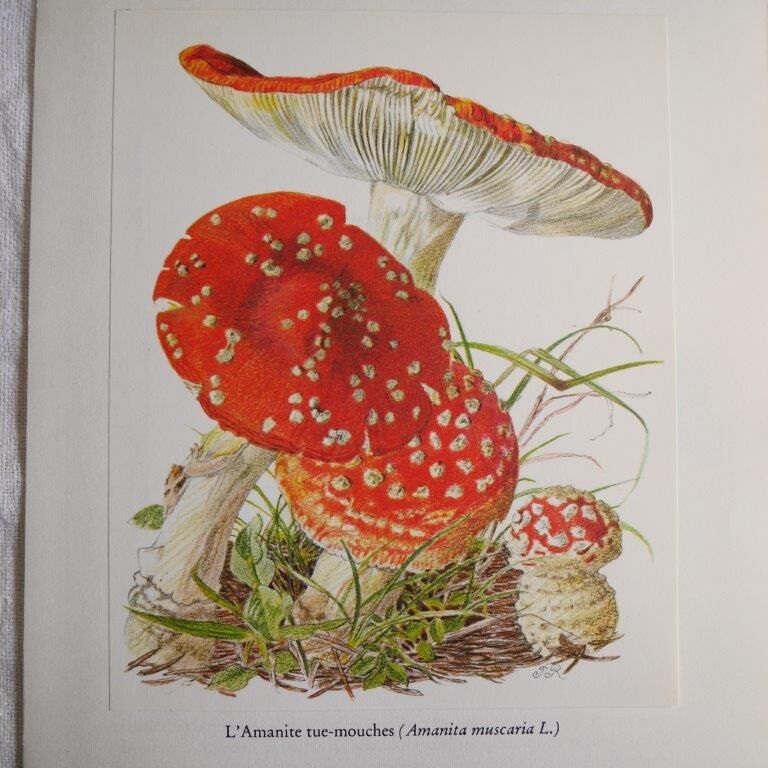 Botanical board mushroom Amanite Tue-mouches