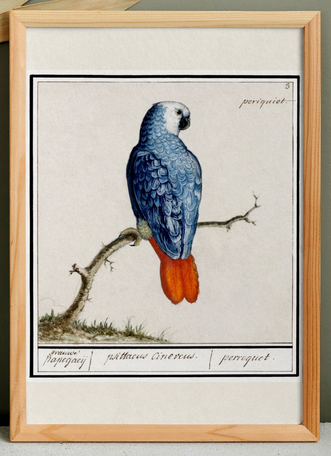 Small poster about the parrot, after an old engraving from 1610.