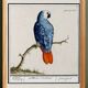 Small poster about the parrot, after an old engraving from 1610.
