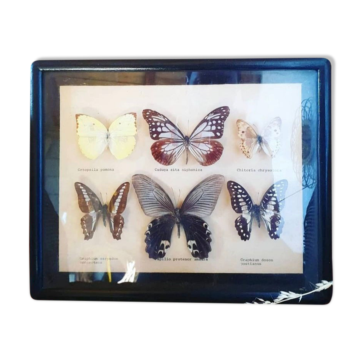 Black frame of stuffed butterflies