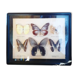 Black frame of stuffed butterflies