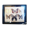 Cadre noir de papillons naturalisés