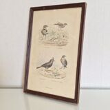 Vintage bird lithograph frame