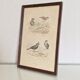Cadre lithographie oiseaux vintage