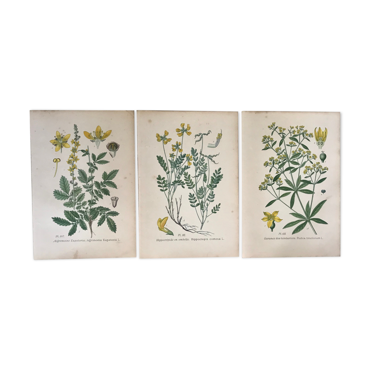 Planches botaniques de fleurs jaunes 1891
