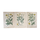 Planches botaniques de fleurs jaunes 1891