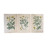 Planches botaniques de fleurs jaunes 1891