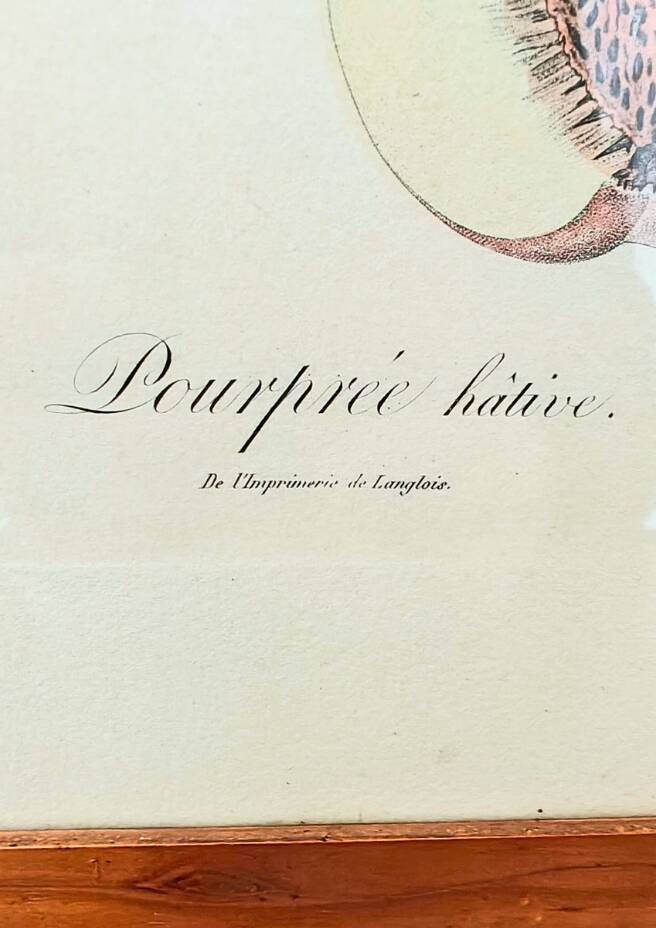 Pair of Botanical Plates 1905 – Peach & Pear – Poiteau