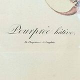 Pair of Botanical Plates 1905 – Peach & Pear – Poiteau