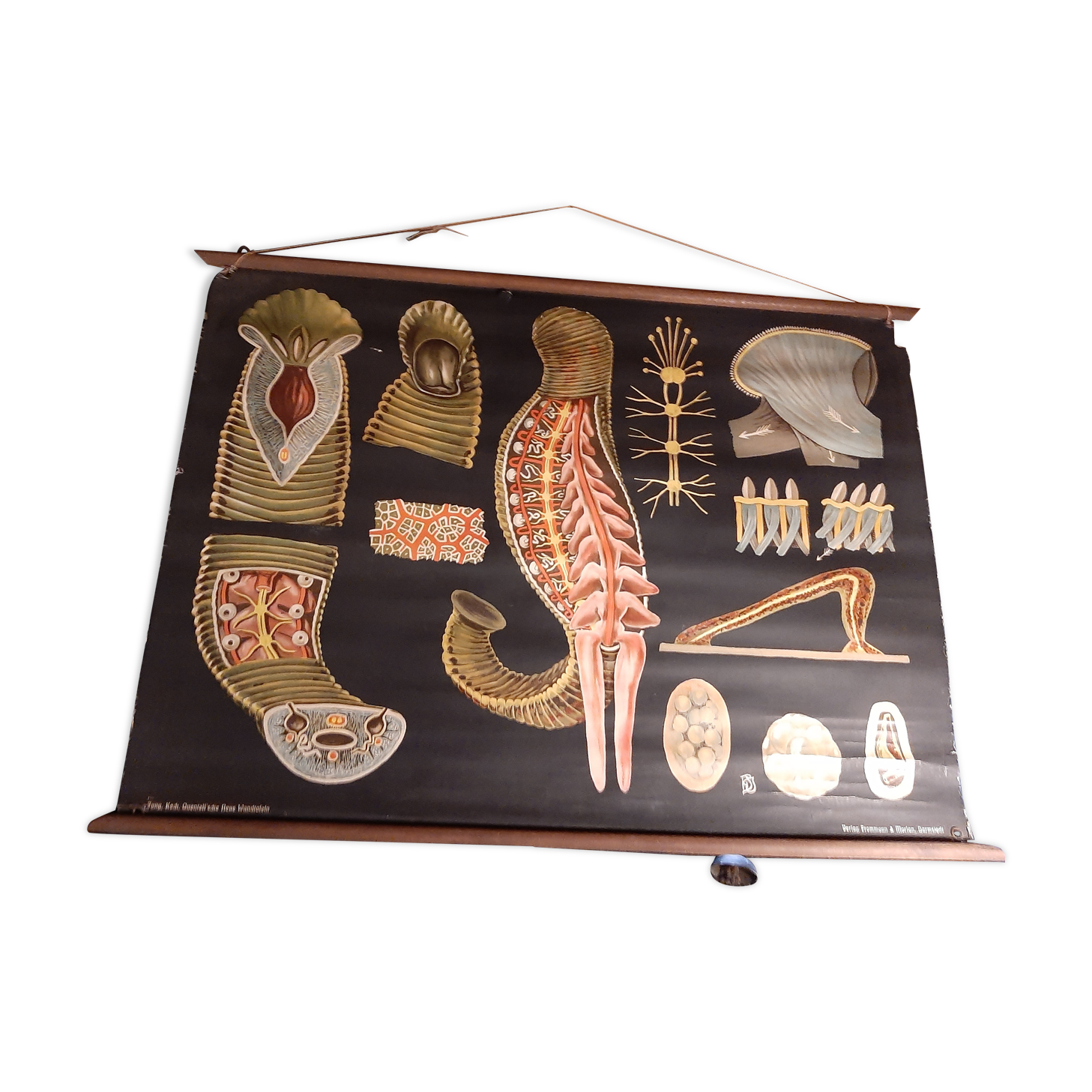 The Lehrmittelverlag Hagemann didactic board