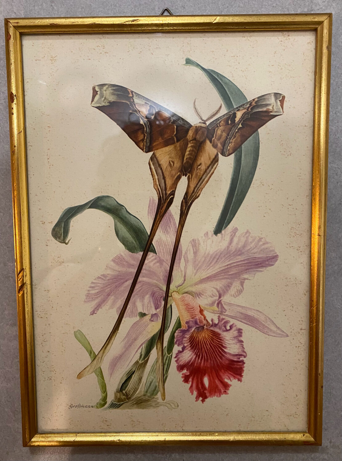 Planches zoologiques vintage -Papillons