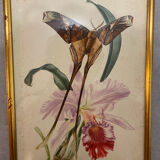 Planches zoologiques vintage -Papillons