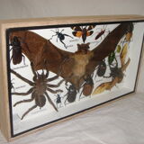 Entomology: box of naturalised insects