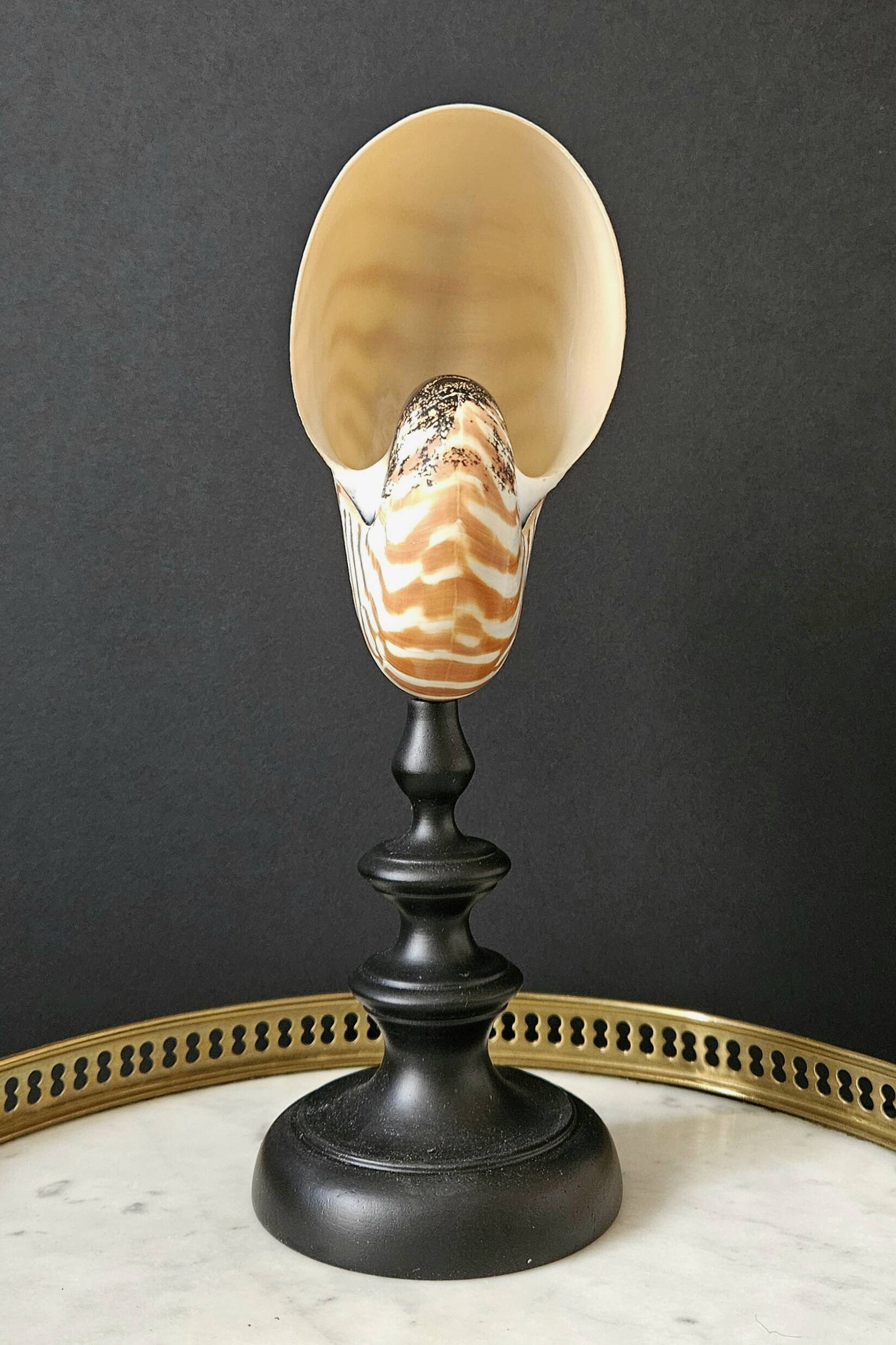Nautilus / Natural Nautile, Black Turned Wooden Base H: 25 cm