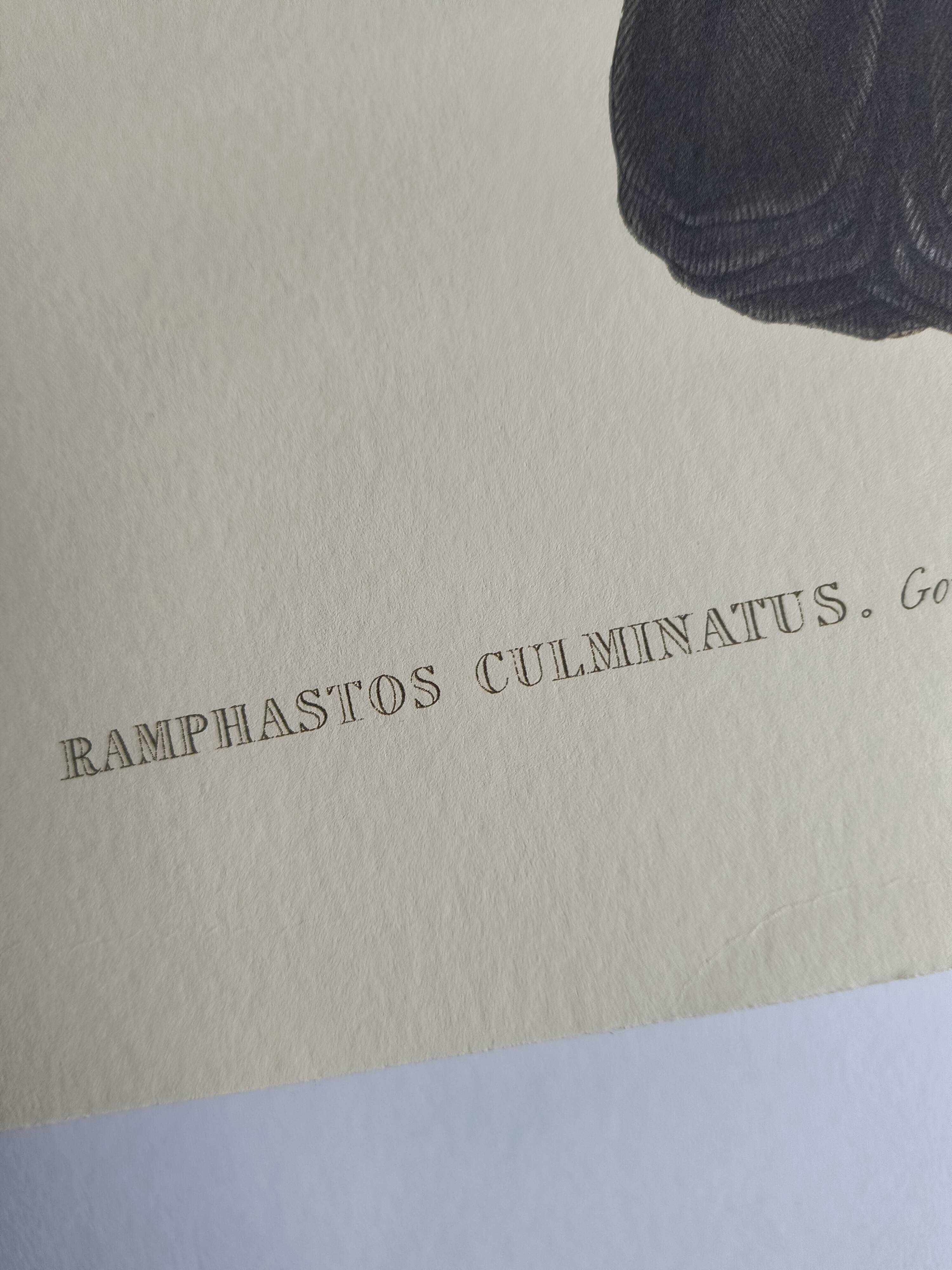 Illustration vintage - Toucan Culminatus - par J.Gould - planche oiseau