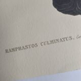 Illustration vintage - Toucan Culminatus - par J.Gould - planche oiseau