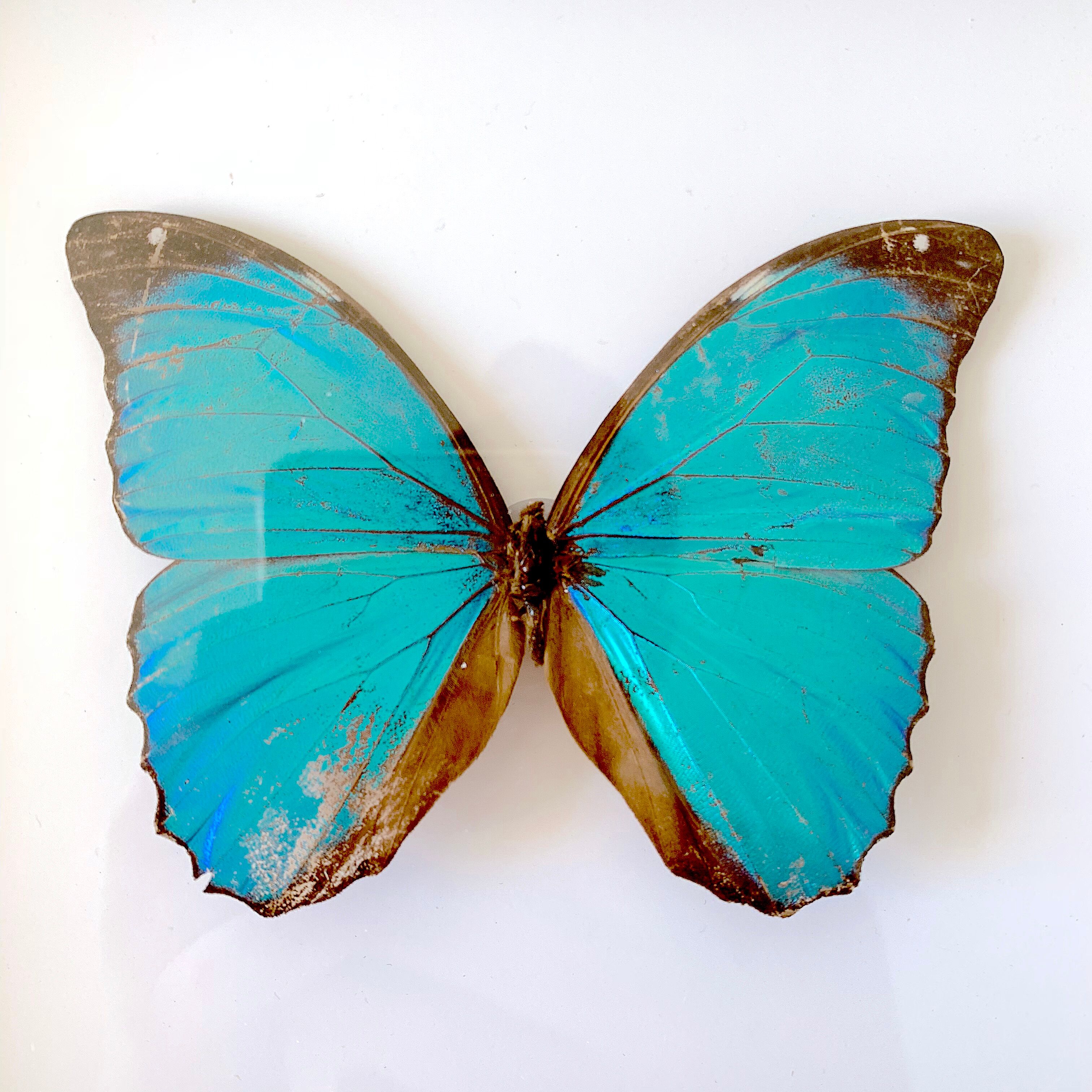 Naturalized butterfly frame