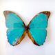 Naturalized butterfly frame