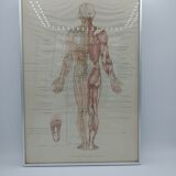 Anatomical poster
