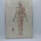 Anatomical poster