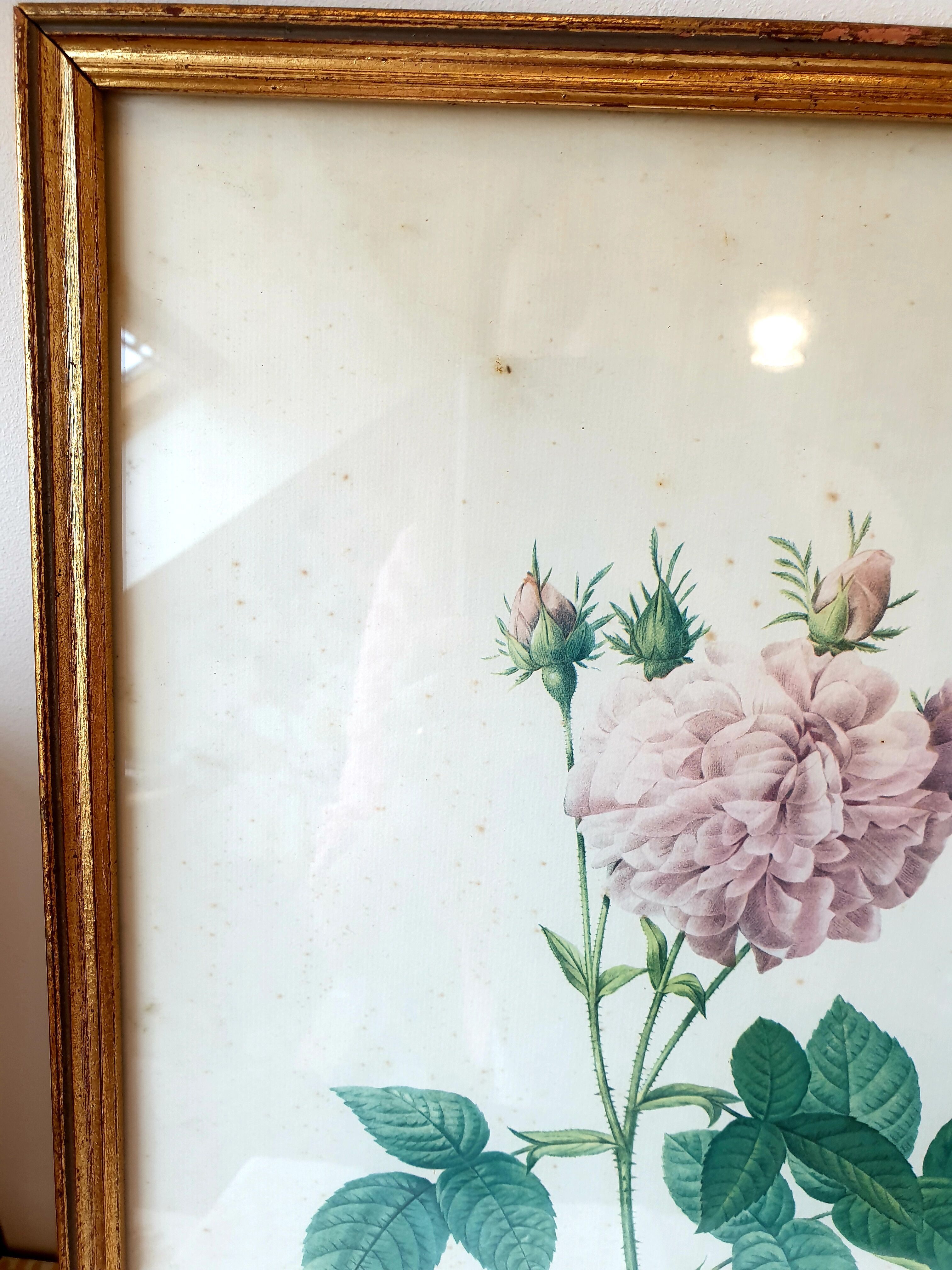 Frame engraving P.J Redouté rose Agathe.Royale