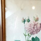 Frame engraving P.J Redouté rose Agathe.Royale